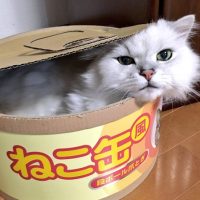 巨大な缶詰に入っていたのは……。ネコ缶に入っているネコさん！