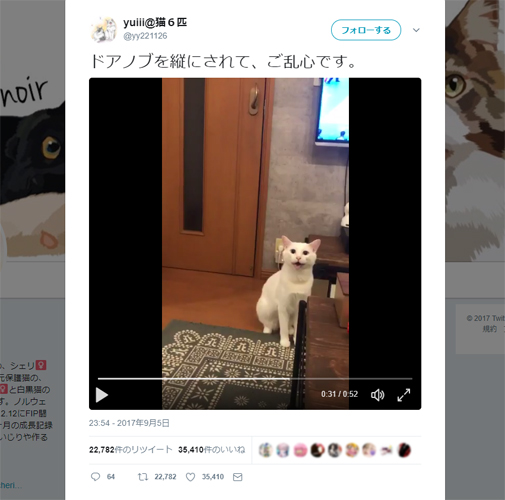 飼い主にキレまくる白ネコさんが話題　「これじゃドアが開けられないんだニャー！！（怒）」