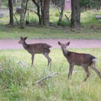 霧島に生息する野生のシカ