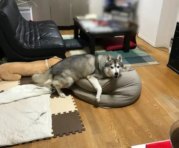 人 を ダメ オファー に する クッション 犬