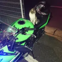 ねこ３