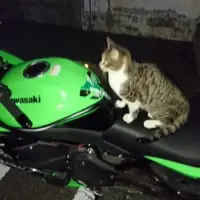 ねこ4