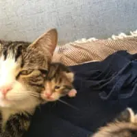 お母さんと子猫