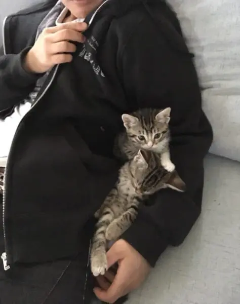 揃って子猫がスヤァ……パパの腕の中が大好きな子猫たちが可愛すぎて悶絶