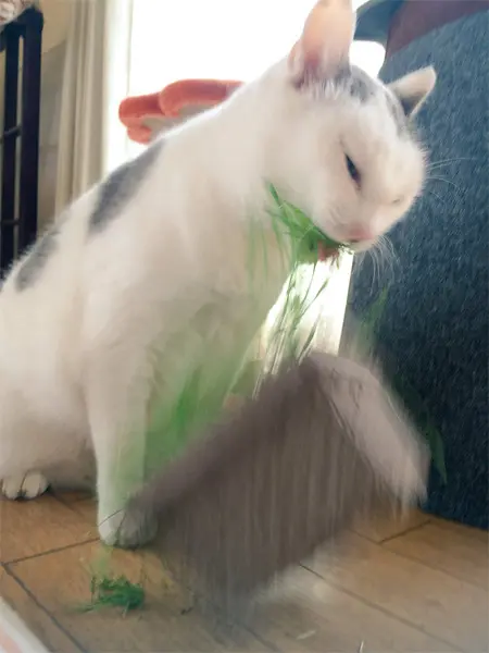 パワー系草食猫！荒ぶりまくった猫草の食べっぷりが話題　ぐわっしゃあああああ