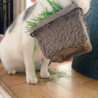 猫草の箱ごと持ち上げて食らいつくしろぶーさん