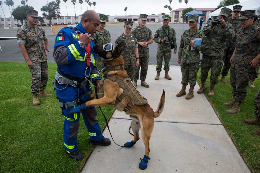 メキシコ海軍の軍用犬とハンドラー