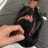 寝転がってあまえるぎぎ