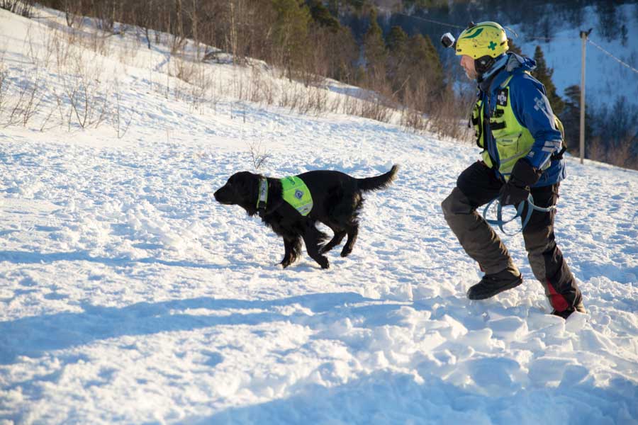ノルウェーの雪崩救助犬