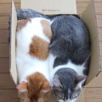 猫みっちり上から見てみた