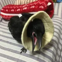 くちばしで傷を突かない様鳥用カラーを着用。
