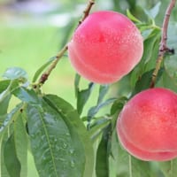 福島県産のあかつき（写真ACより）