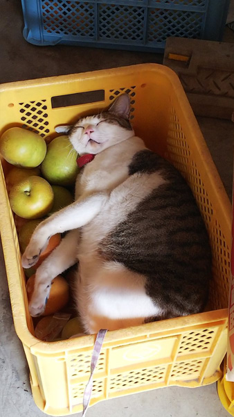 梨とともにスヤァ……ひんやり梨枕でぐっすりな猫ちゃんが可愛すぎか！と話題