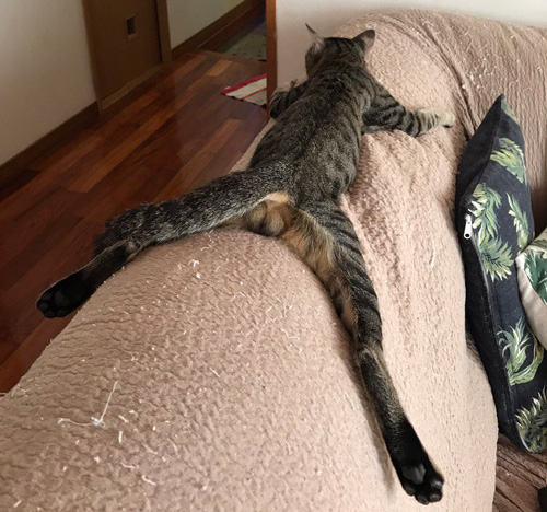 チラリとのぞくたわわな膨らみ…無防備な猫の寝姿に熱視線
