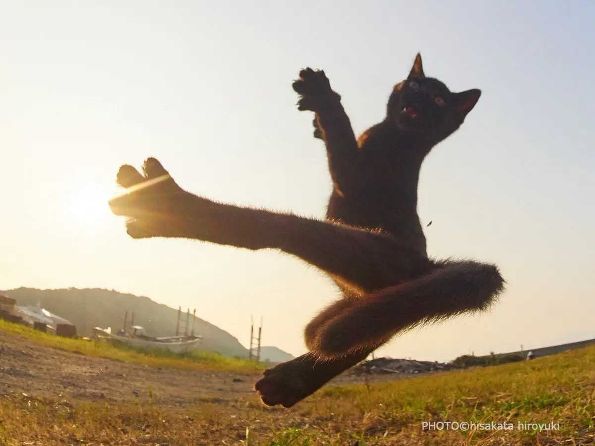 黒猫はツイッター映えする事実　猫を撮影するプロカメラマンのとっておき画像
