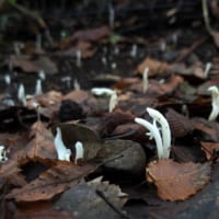 深大寺にて撮影されたもの