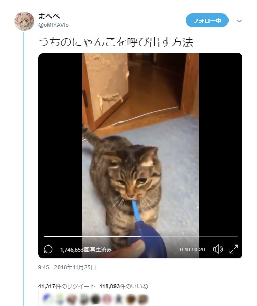 魔法のブロワー（？）にまっしぐら！　何故かシュッシュが好きな猫ちゃん