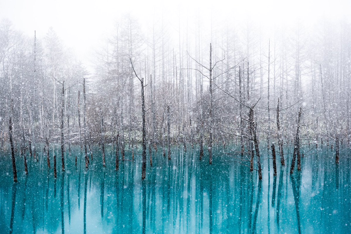 雪の白と青いみなも　北海道「青い池」の風景が幻想的