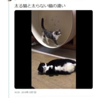 ネコまにあ さん提供