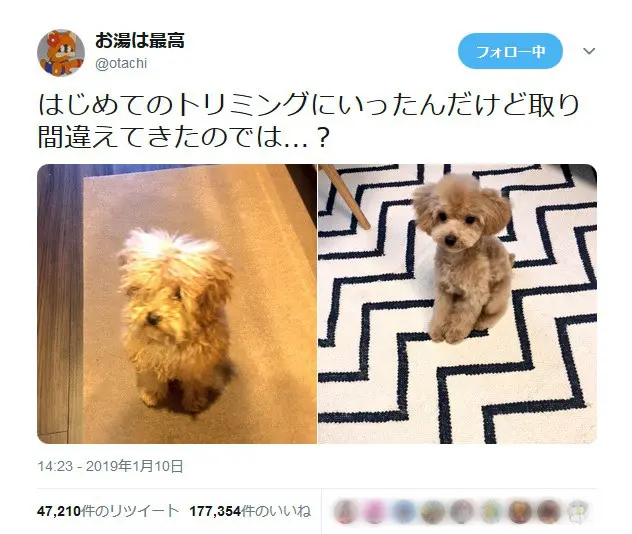 犬のトリミングビフォーアフターの姿に「あるある」の声多数
