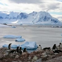 ペンギンと南極海