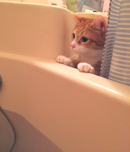 入浴中の飼い主に「は？」……猫には理解できない「お風呂」シーン