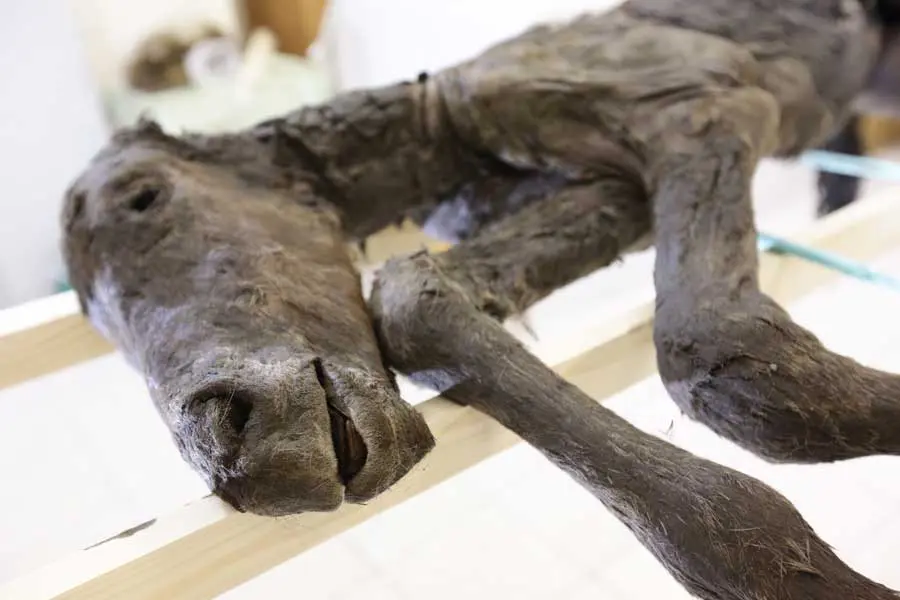 希少　氷河期マンモス標本標本 写真7/11｜「氷河期展」東京・国立科学博物館で、マンモスなど