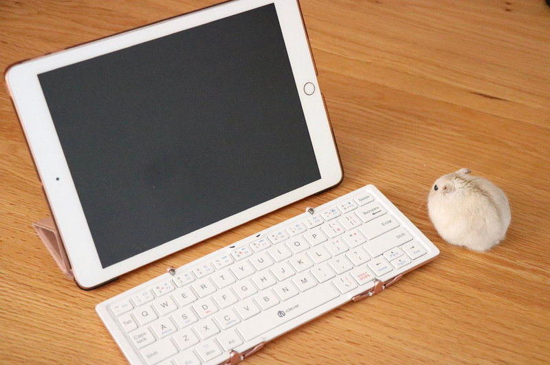 iPad用キーボードにモフモフマウス……？実は生きてます！！