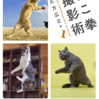 ねこ拳撮影術