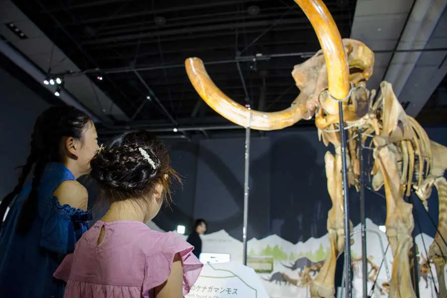 世界初公開の貴重な標本一挙公開！日本科学未来館「マンモス展
