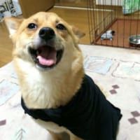 愛犬はなちゃん