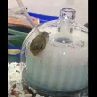 ポンプの上に這い寄るなめ造