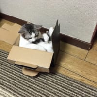 箱入り猫