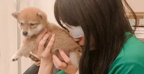 犬 クッション トップ 吸う