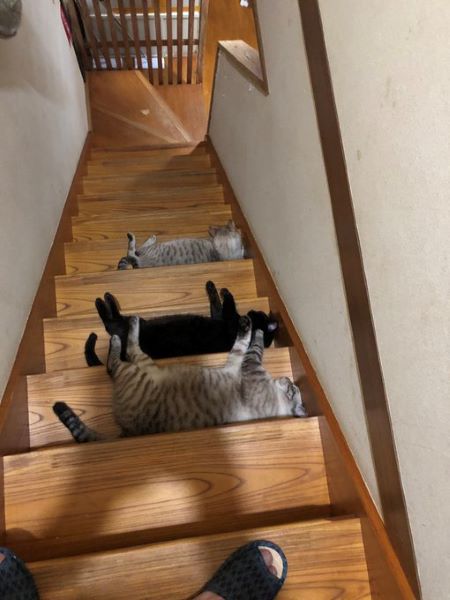 猫たちによる集団嫌がらせ？　階段に猫トラップ発生で立ち往生