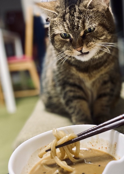 心が表情にあらわれすぎな猫　ちゅ～るかな？→魚介系つけ麺の匂いでした→チッ