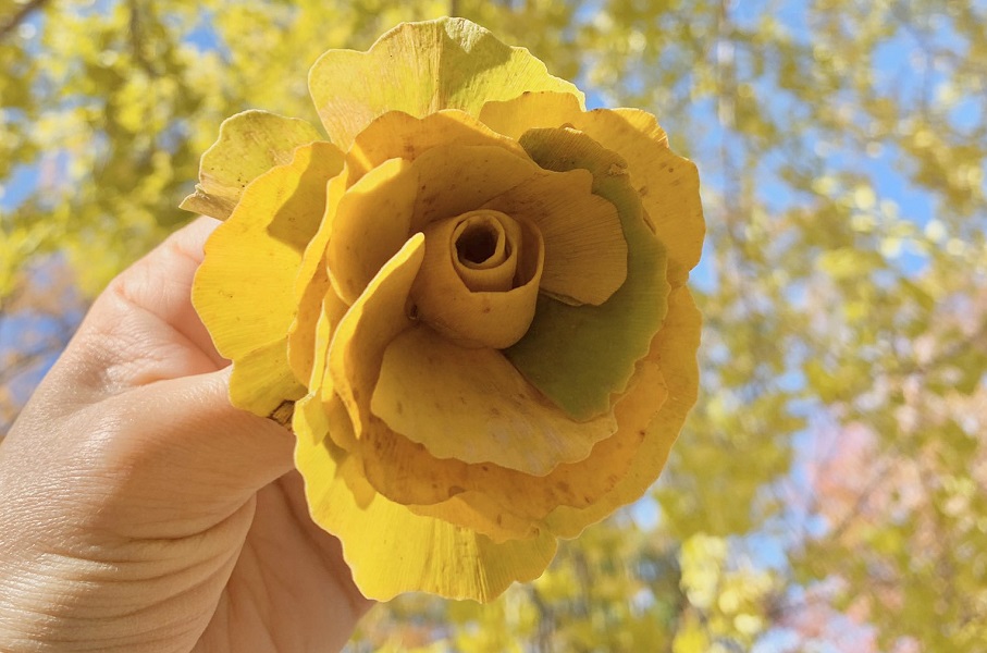 イチョウの落ち葉が黄色いバラの花に　落ち葉アートに「懐かしい」の声も