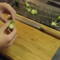 中身の桂剥きから