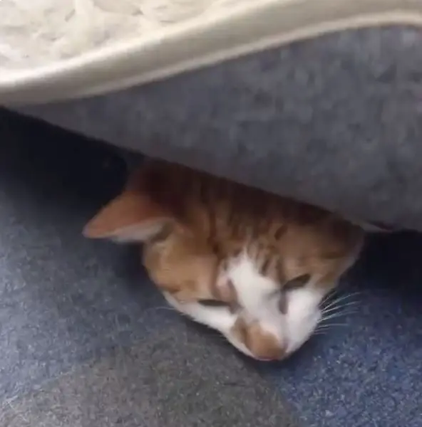 猫ふんじゃったにご用心！　オフィスの足元ホットカーペットをめくると……