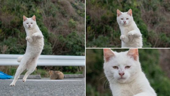 さとりをひらいた猫？　“ねこ拳”中の虚無の表情に「仙人か」