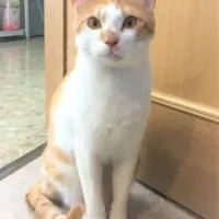 タマスケ課長