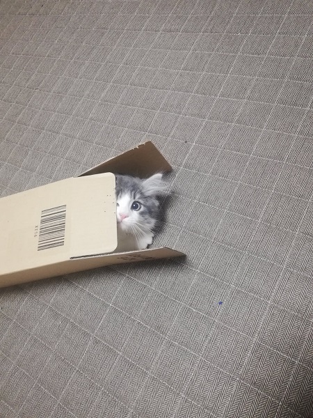 細長い箱の中にズサー！　猫にとって「いい箱」Amazonから届く