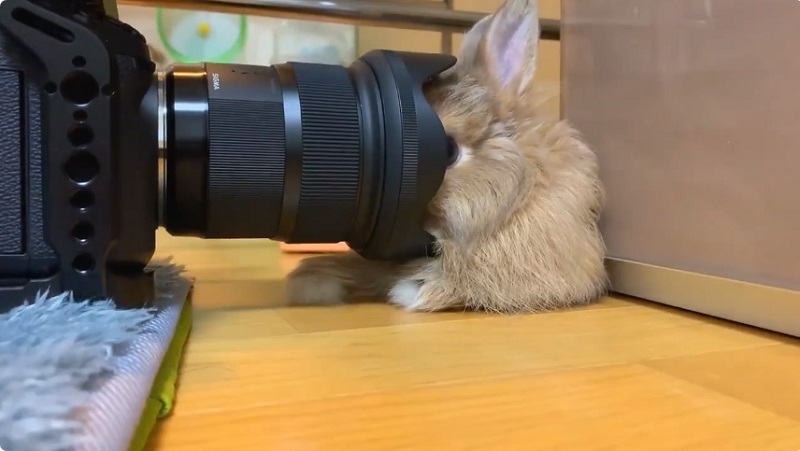 カメラ慣れしすぎているウサギが発見される