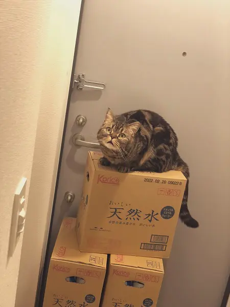 それ私の煮干し……ご主人様にエサを食べられた猫の表情がニャンとも言えない