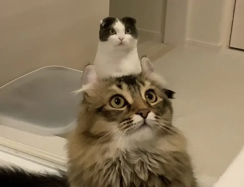「猫から猫が生えてる！」　奇跡の瞬間をとらえた画像