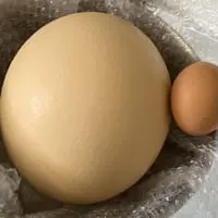 ダチョウの卵