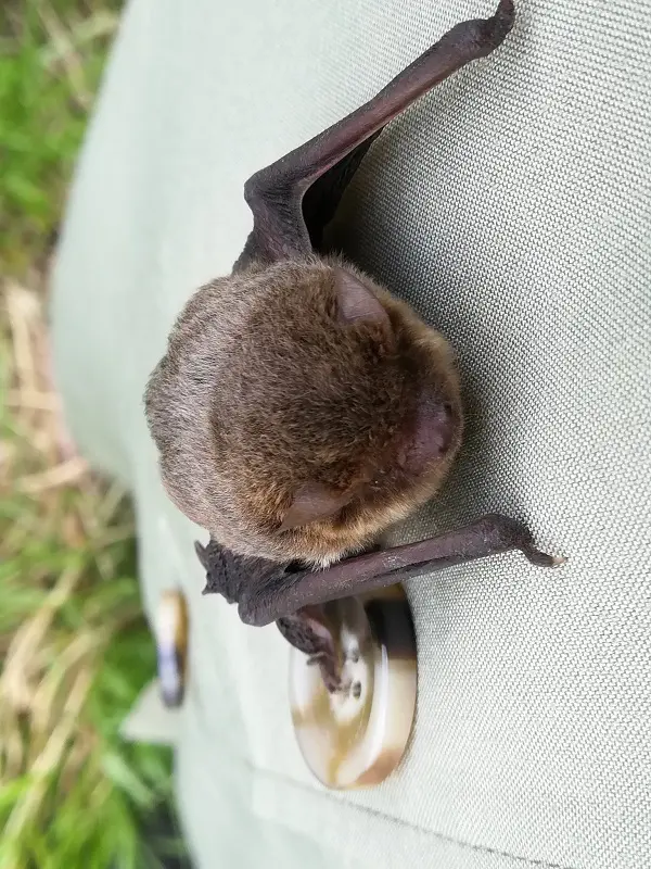 多摩川でコウモリにしがみつかれた件 よく見ると可愛いけど…… | おたくま経済新聞