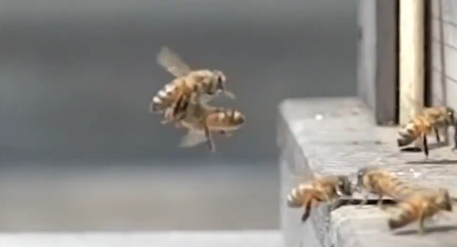 まさかの空中衝突！昆虫館の館長が激写したドジっ娘ミツバチの衝撃映像