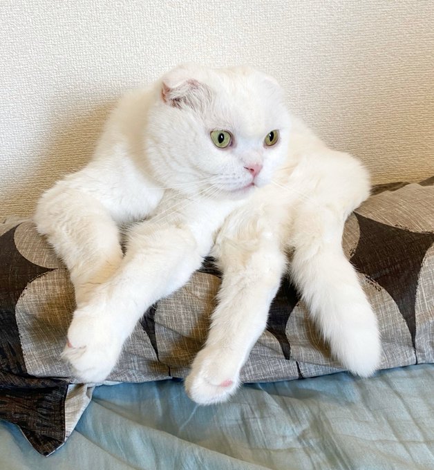 猫が巨大な白タランチュラに変身！？