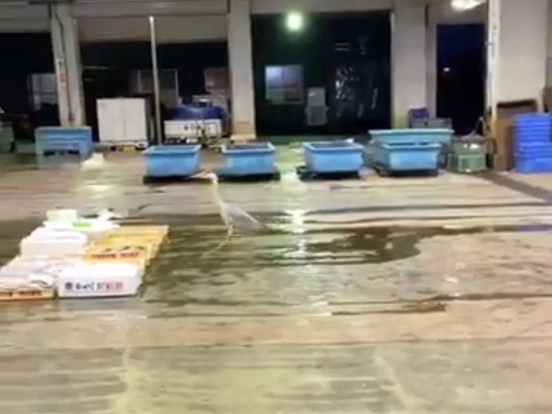 万引き？サギ？　魚屋さんが犯行現場をスクープ撮影